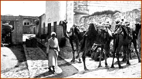 Camels and their keeper in Nazareth  - www.BiblePictureGallery.com