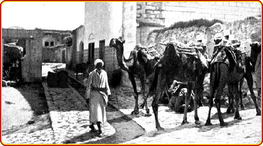 Camels and their keeper in Nazareth - www.BiblePictureGallery.com - www.BiblePictureGallery.com